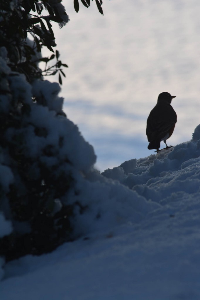 09. Bird overlooking Jones Farm_med.0171