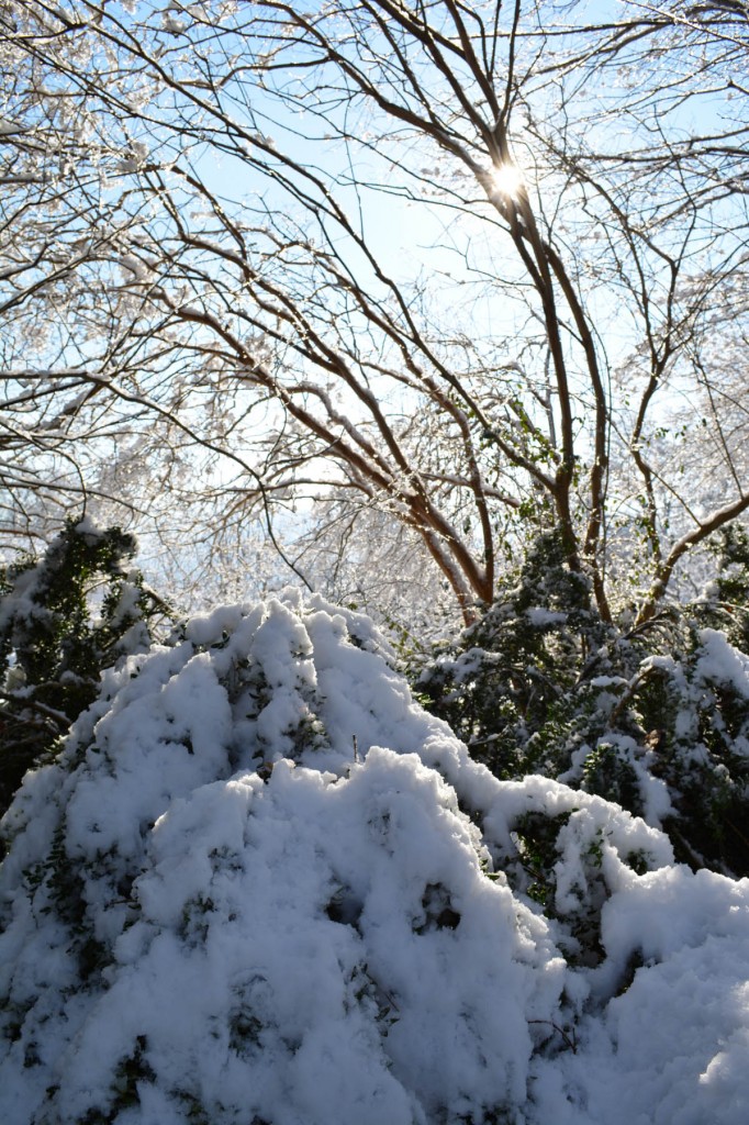 11. Sunlit Show in Jones Valley_med.0247