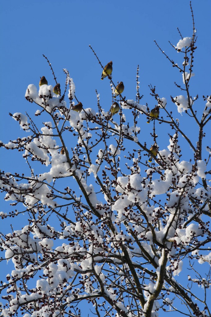 12. BIrds overlooking Jones Farm_med.0218