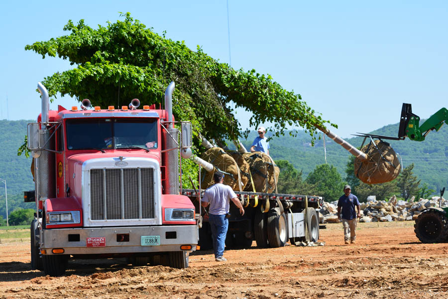 Unloading the Trees at LENDON
