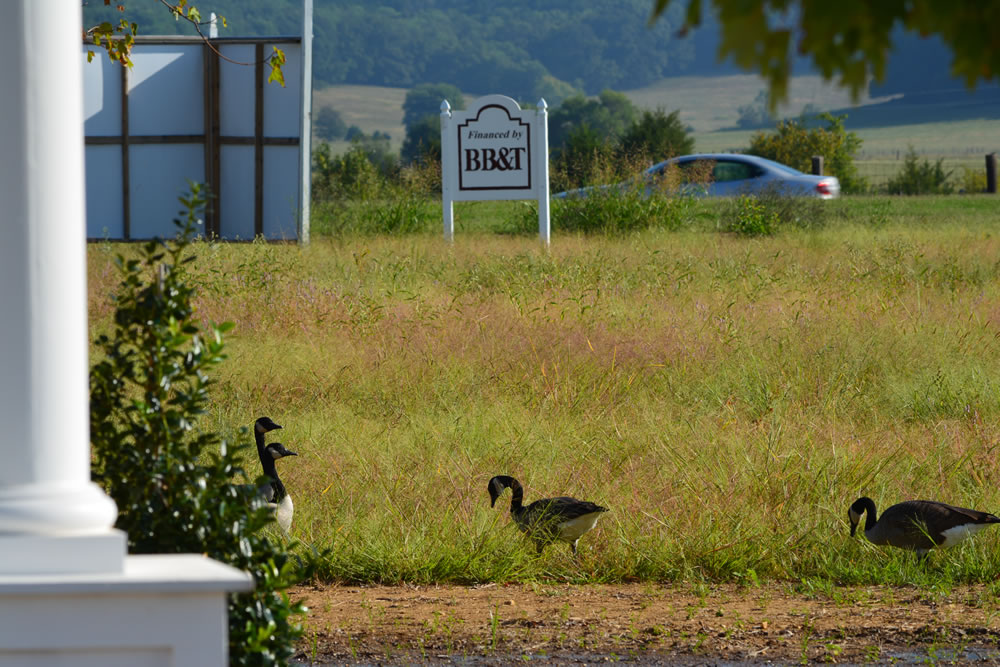 A small Gaggle of Geese have a Field Day outside the LENDON Welcome Center